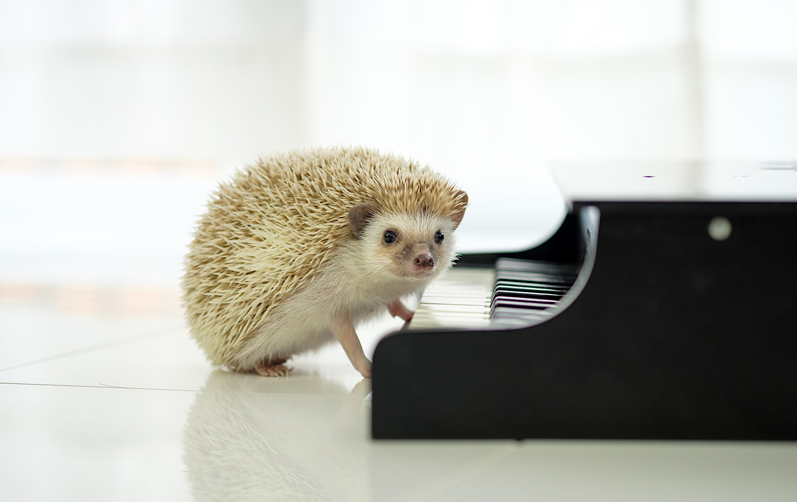 ピアニスト小原由起子｜松戸市 ピアノ教室