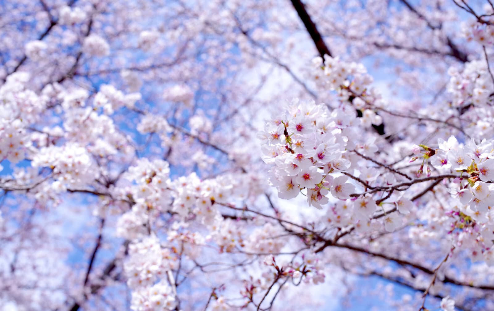 ピアニスト小原由起子｜松戸市 ピアノ教室